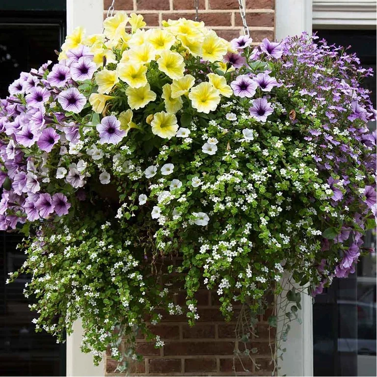 Flowers in hanging baskets – how to succeed
