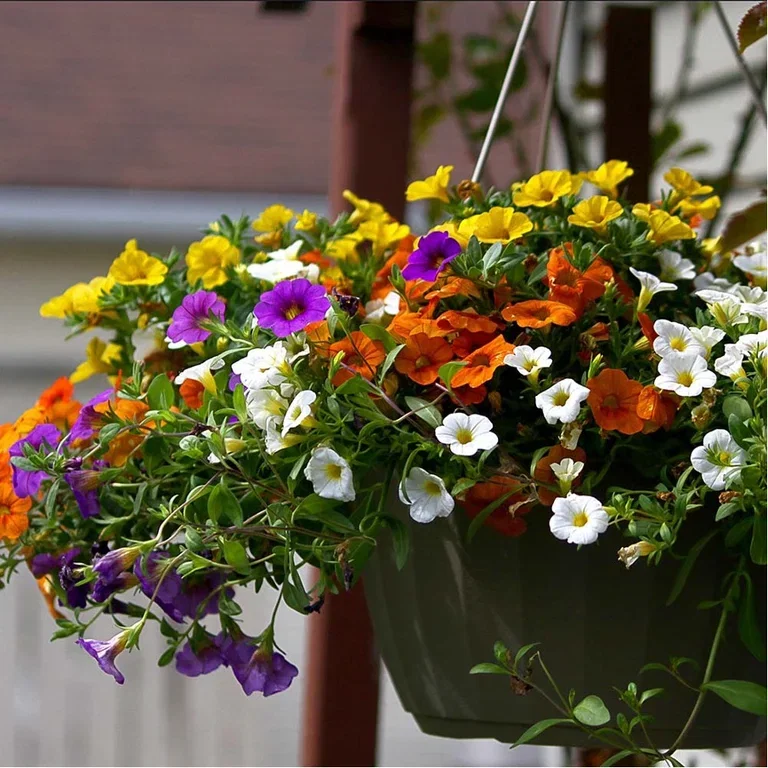 Flowers in hanging baskets – how to succeed