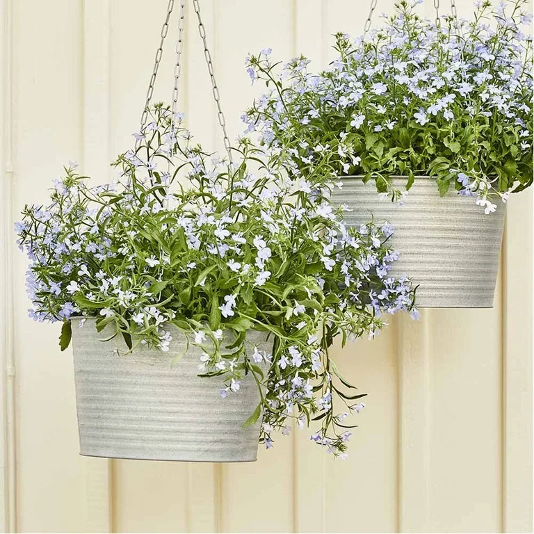 Flowers in hanging baskets – how to succeed
