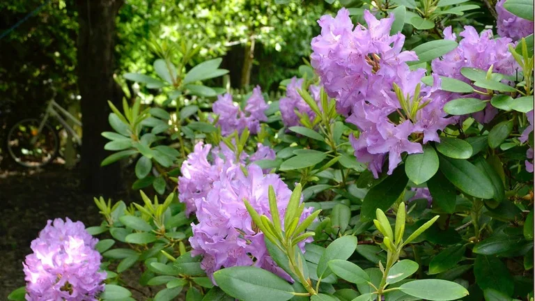 Acidic soil plants – how to create an acidic soil bed