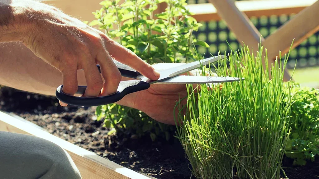 Chives – how to grow your own