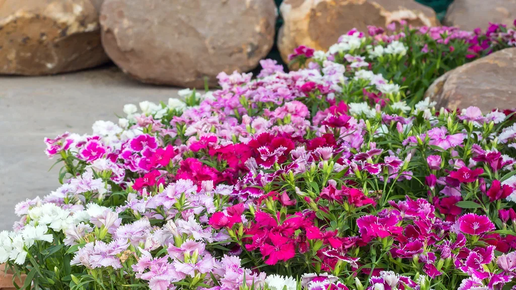 Nejlika – plantering och skötsel 