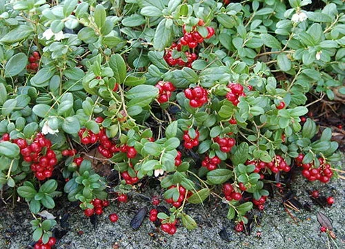 Cranberries – how to grow your own