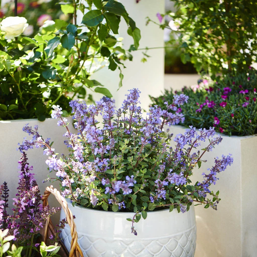 Create the midsummer idyll with flowers