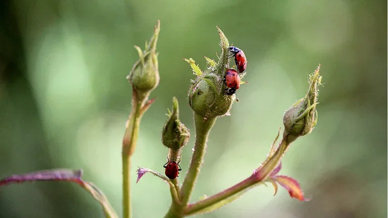 Aphids - the hobby gardener's pest