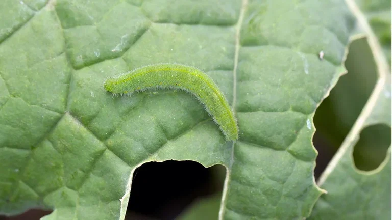 The cabbage grower's nightmare - cabbage butterflies, cabbage moths, and cabbage flies