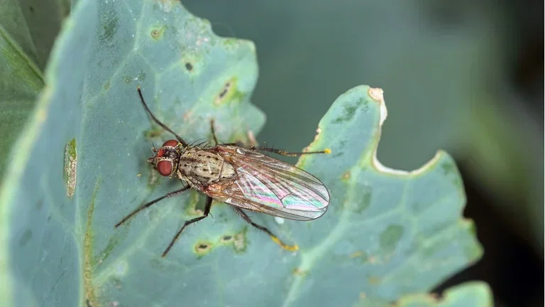The cabbage grower's nightmare - cabbage butterflies, cabbage moths, and cabbage flies