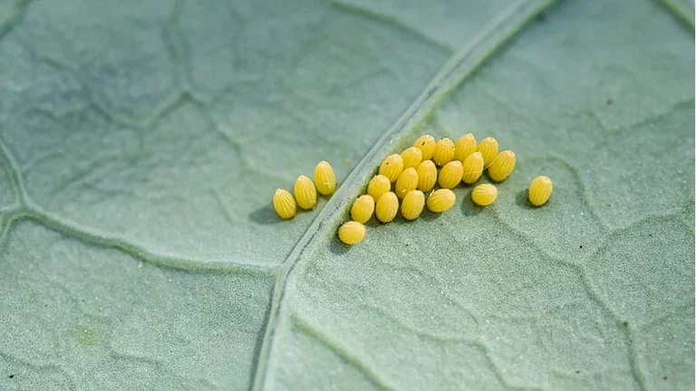 The cabbage grower's nightmare - cabbage butterflies, cabbage moths, and cabbage flies