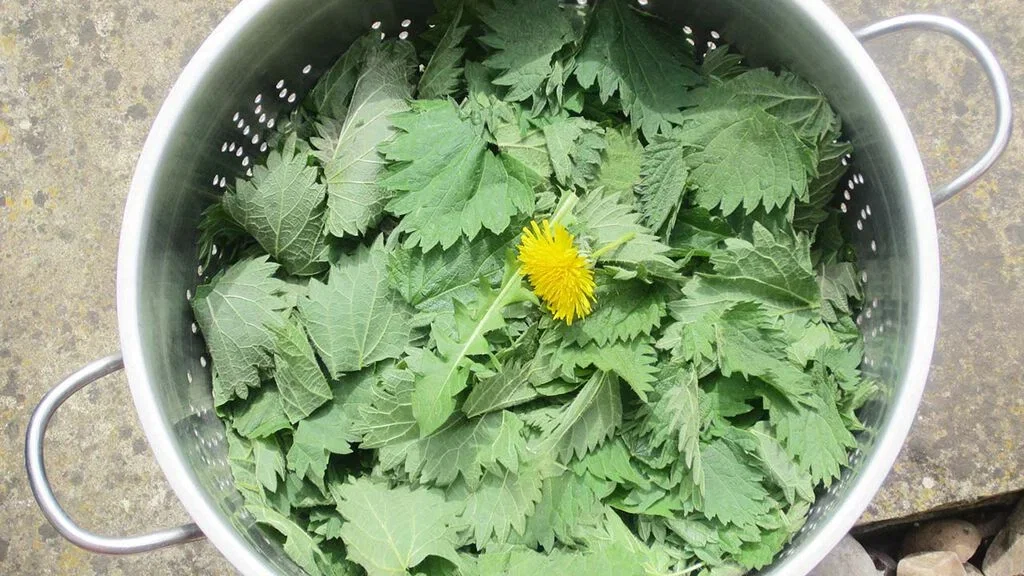 Be climate smart - let the weeds be useful