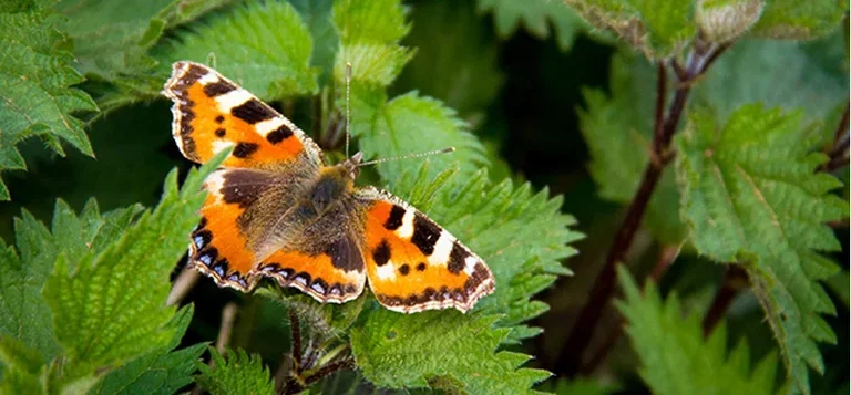 Our most common pollinators