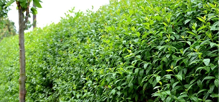 Five evergreen hedges