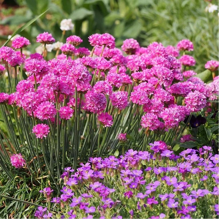 Outdoor plants that can tolerate drought