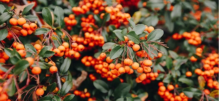 Five evergreen hedges