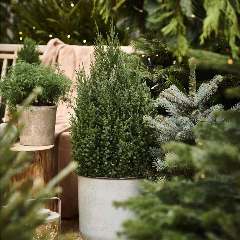 Cram the entrance with different varieties of colorful plants.