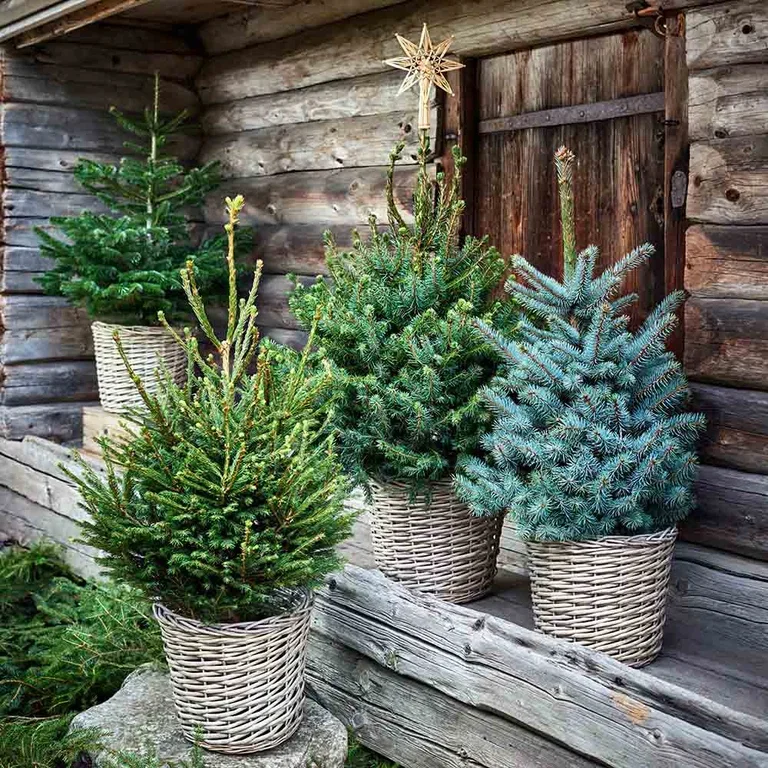 Cram the entrance with different varieties of colorful plants.