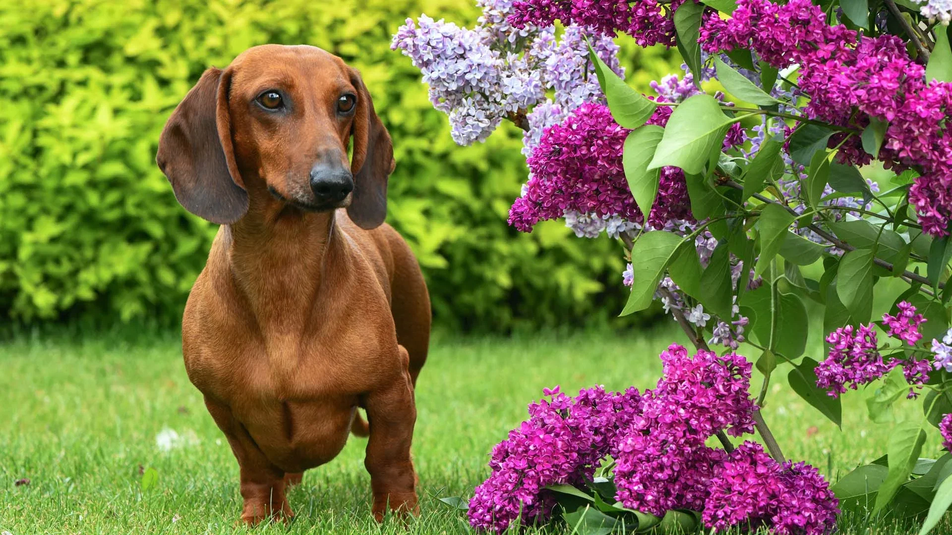 This is how you create a delightful garden for dogs and cats