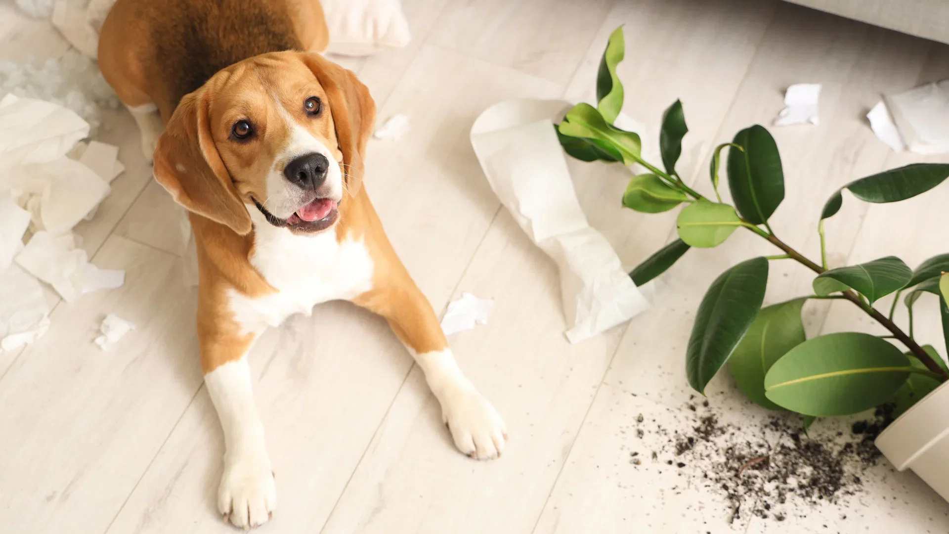 These plants are toxic to cats and dogs