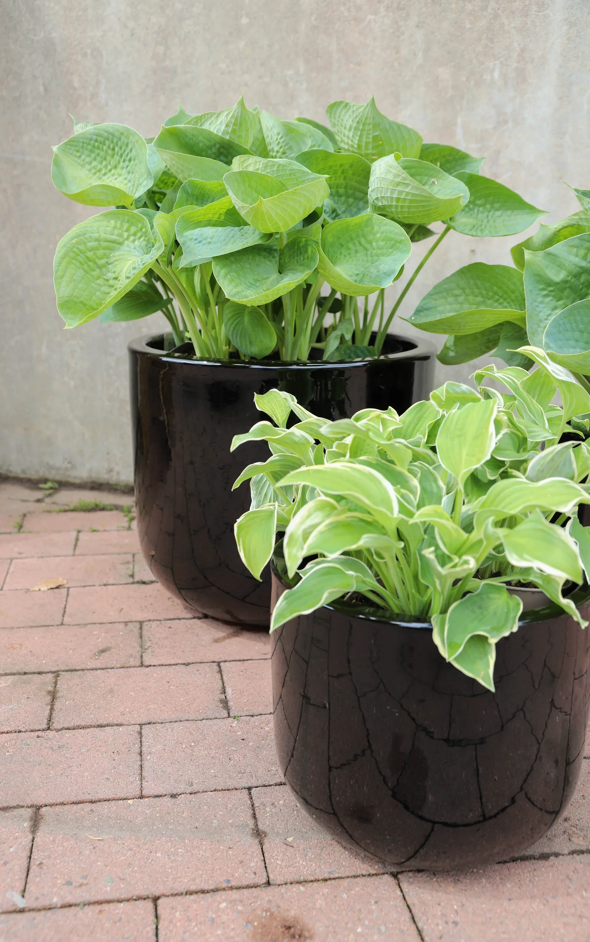 Pot Nova