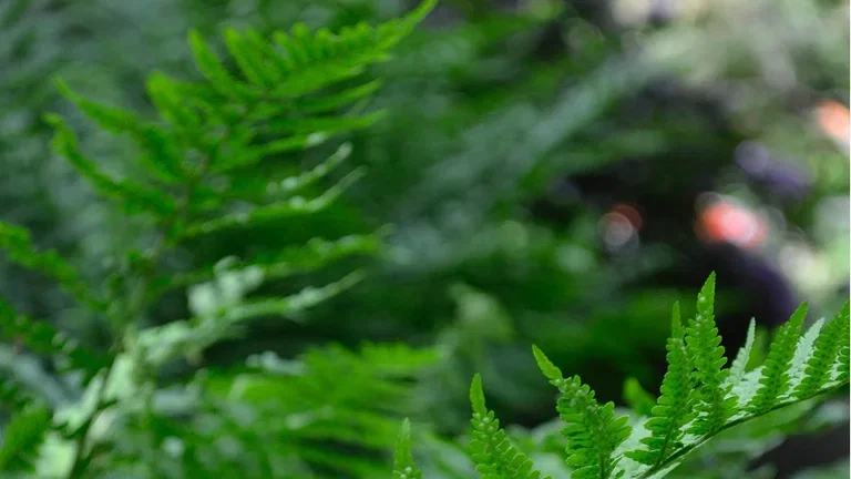 Woodland - bringing the forest into the garden