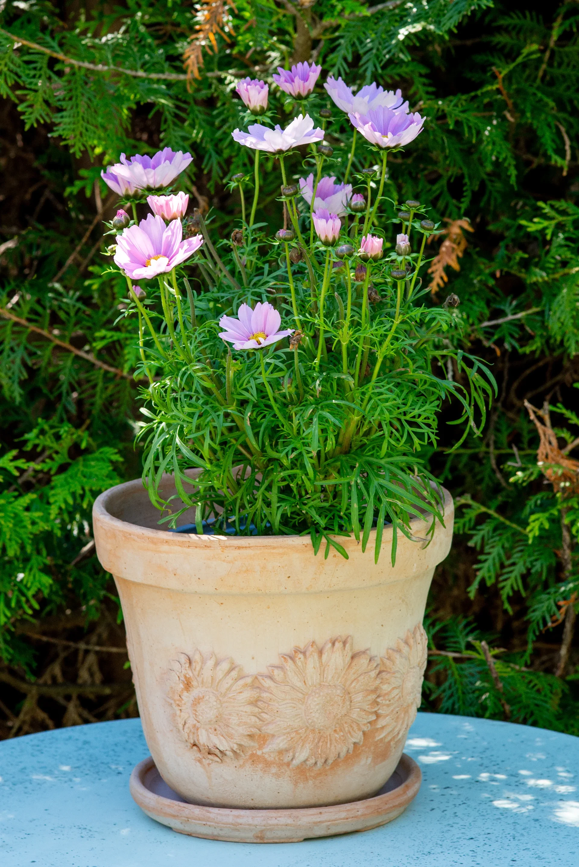 Girasole pot D25 terracotta