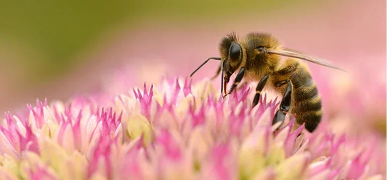 Help the pollinators in your garden and get a bigger harvest