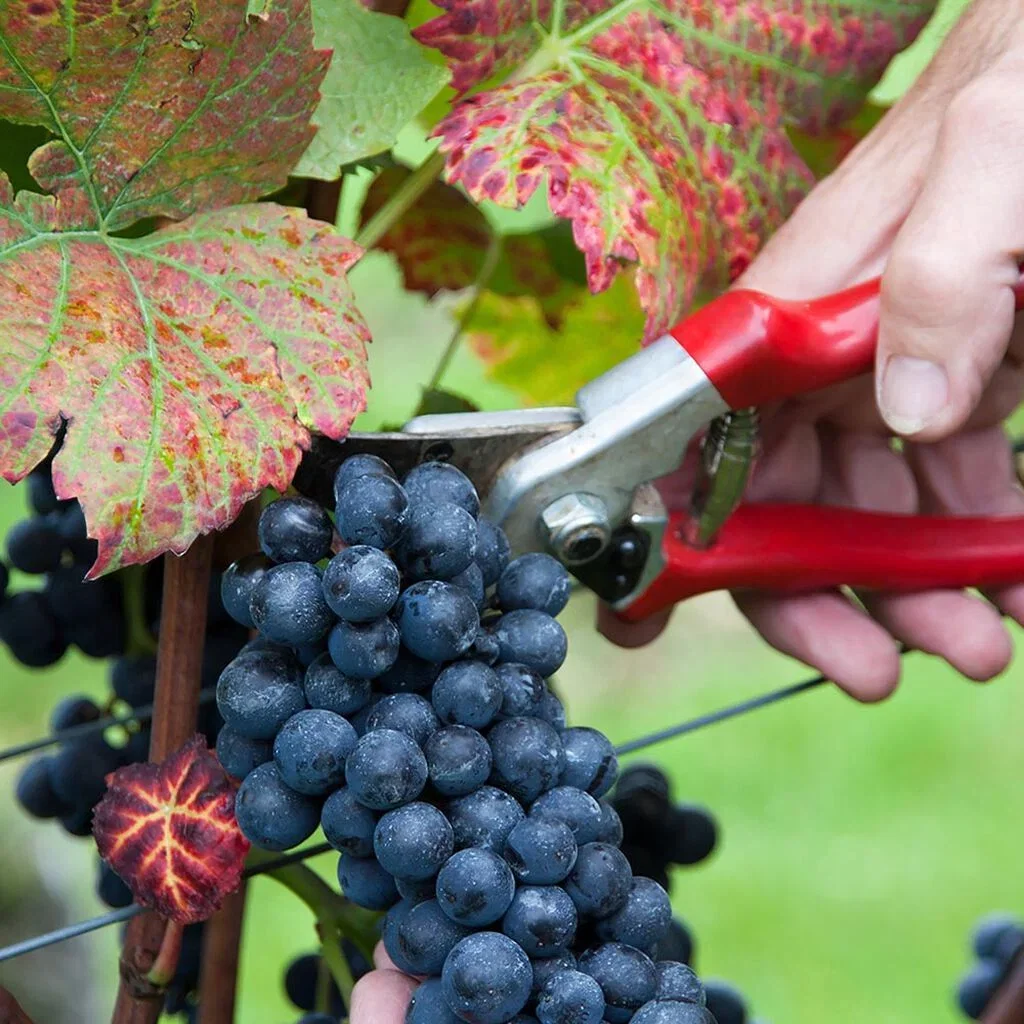 Grapevines and grapes – how to grow your own
