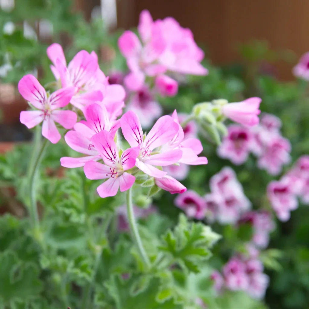 Our most beloved geraniums