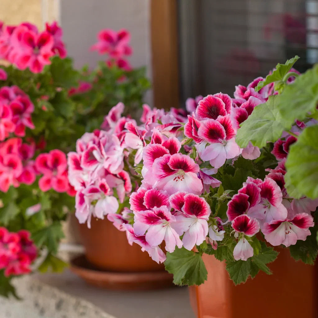 Our most beloved geraniums