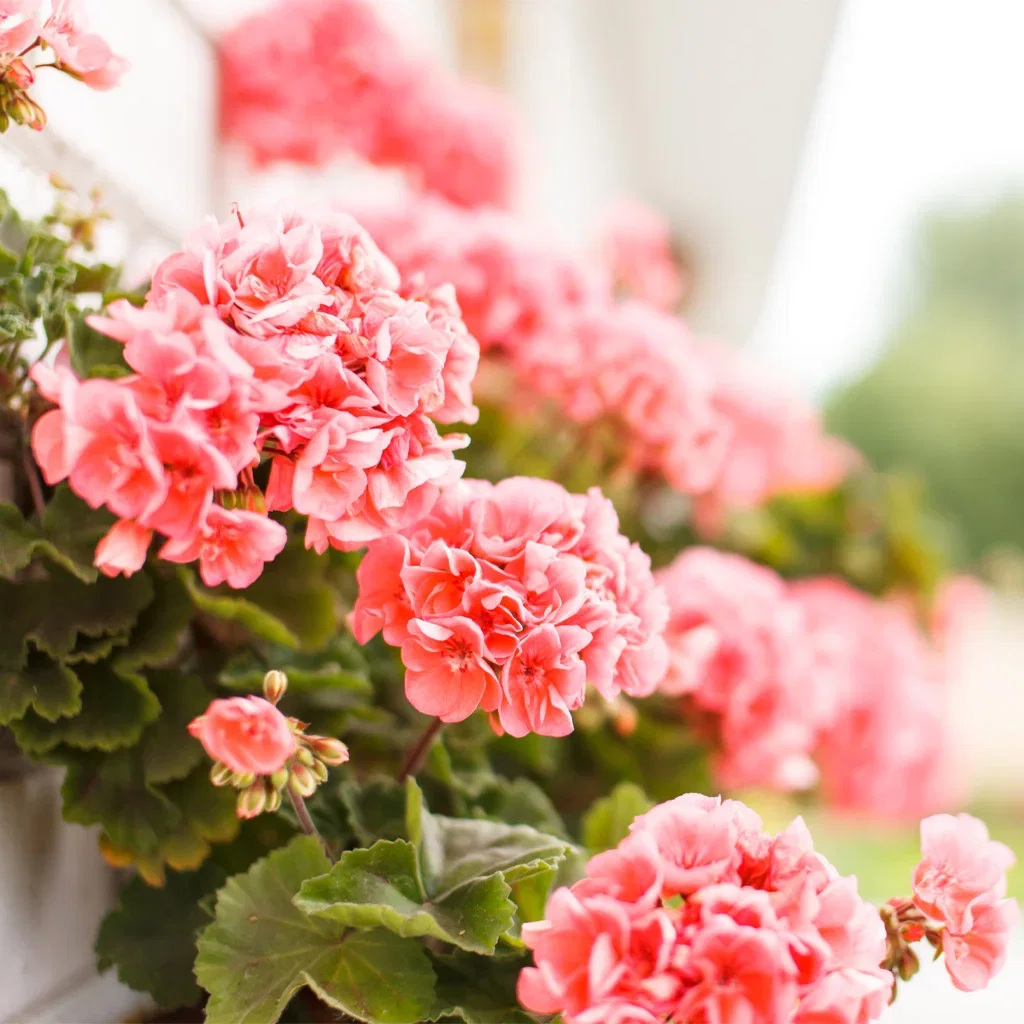 Our most beloved geraniums