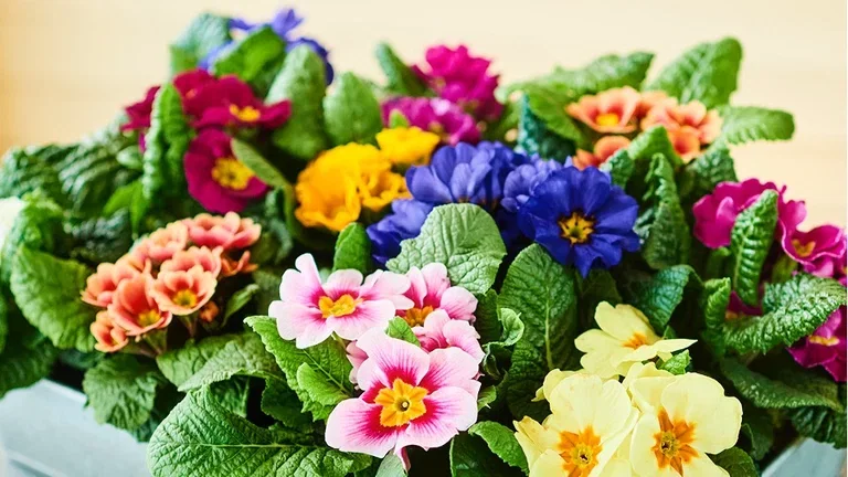 Start spring early - focus on spring flowers that can withstand frost