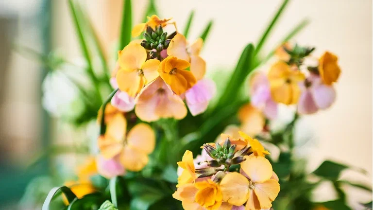 Start spring early - focus on spring flowers that can withstand frost