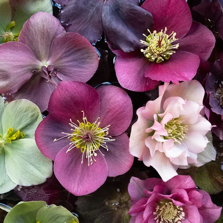 Create winter magic in the garden with plants that can withstand frost