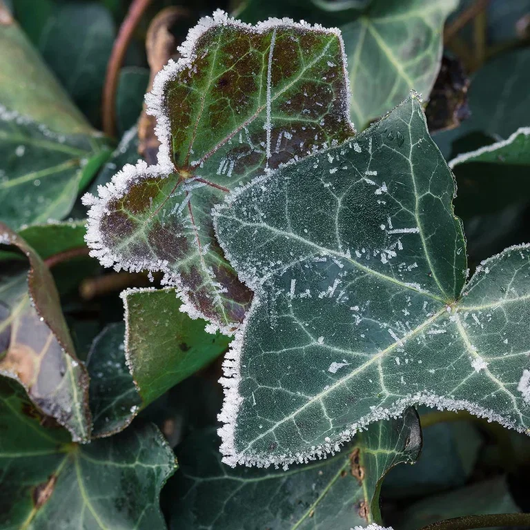 Create winter magic in the garden with plants that can withstand frost