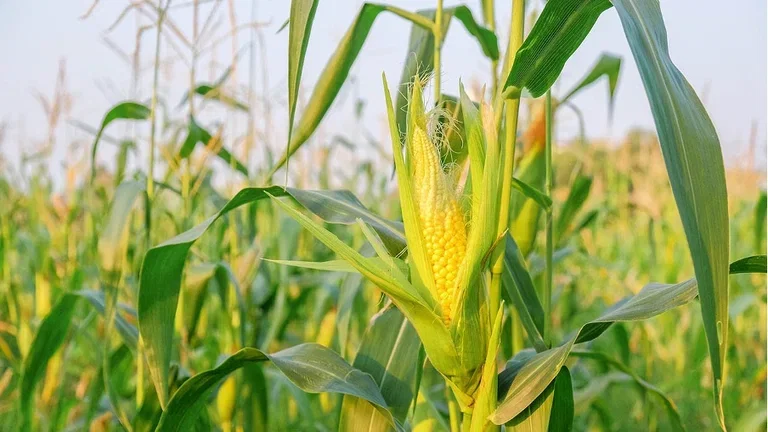 Three sisters - beans, squash and corn in clever intercropping