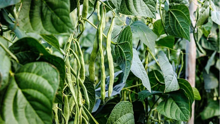 Three sisters - beans, squash and corn in clever intercropping