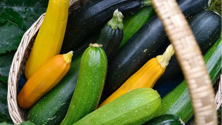 Three sisters - beans, squash and corn in clever intercropping