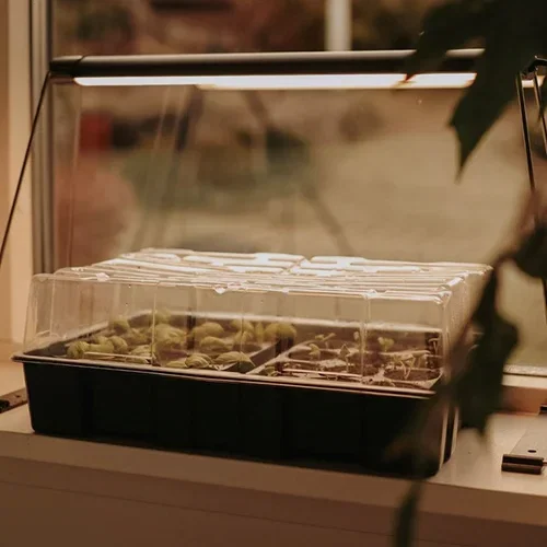 5 tips for successful pre-cultivation