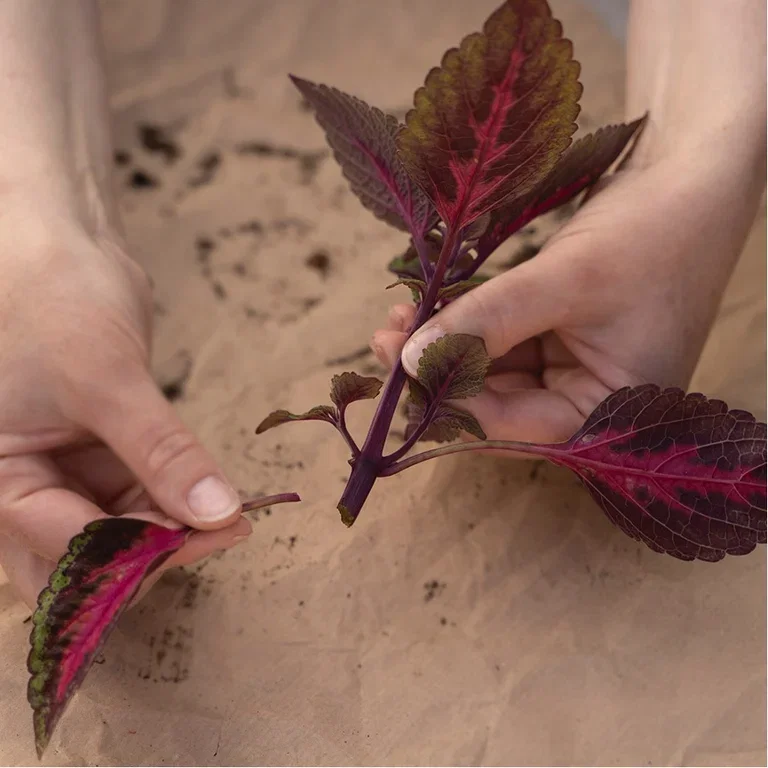 This is how you take cuttings of Coleus (painted nettle)