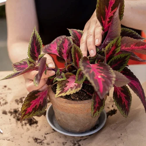 This is how you take cuttings of Coleus (painted nettle)