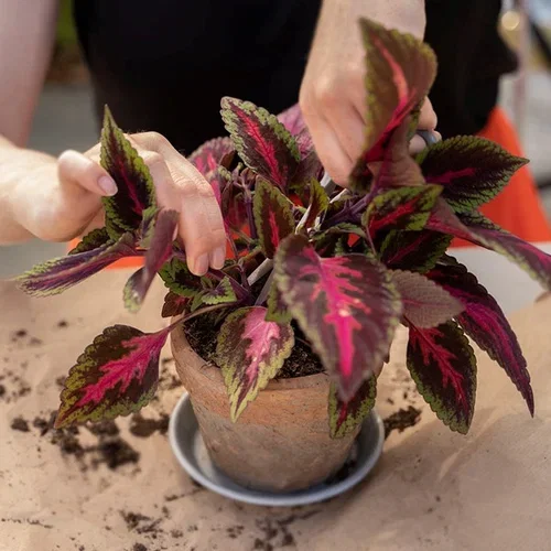 This is how you take cuttings of Coleus (painted nettle)