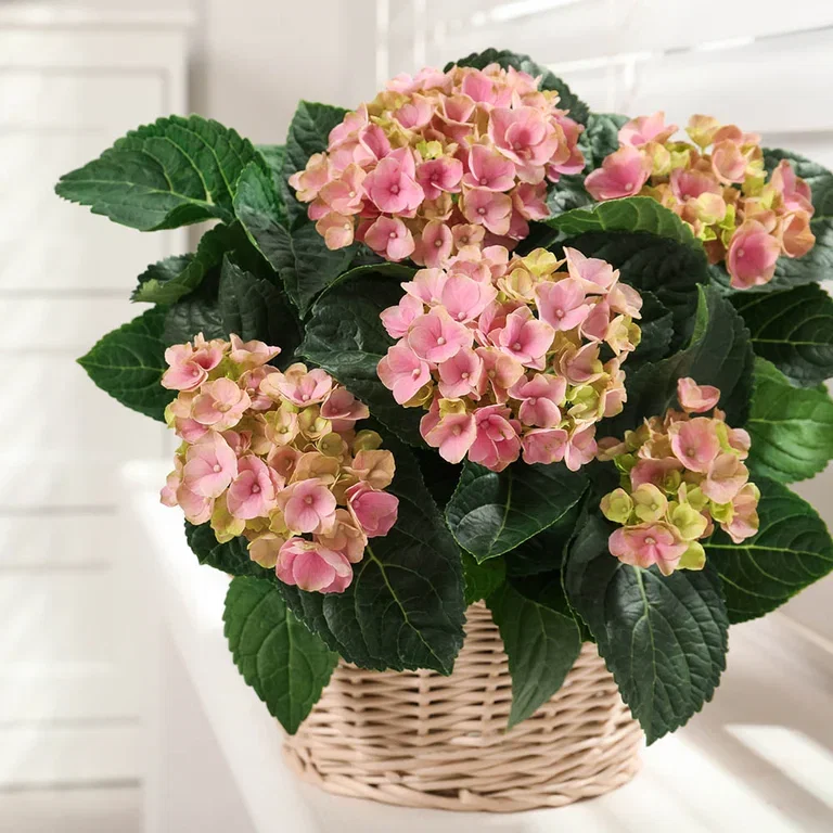 Top 6 best plants against dry air