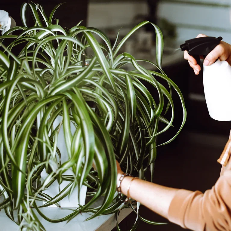 Top 6 best plants against dry air