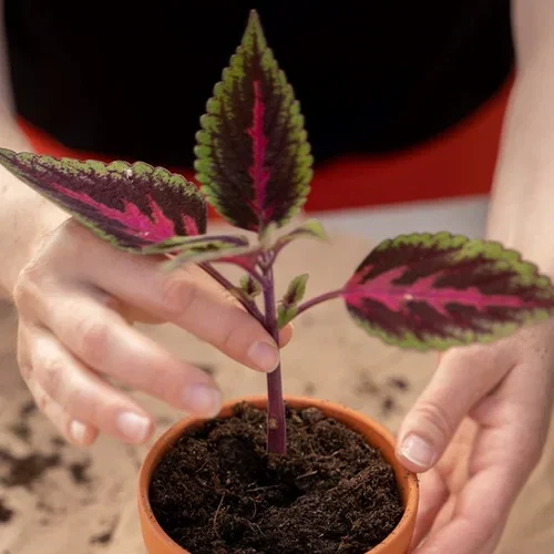 This is how you take cuttings of Coleus (painted nettle)