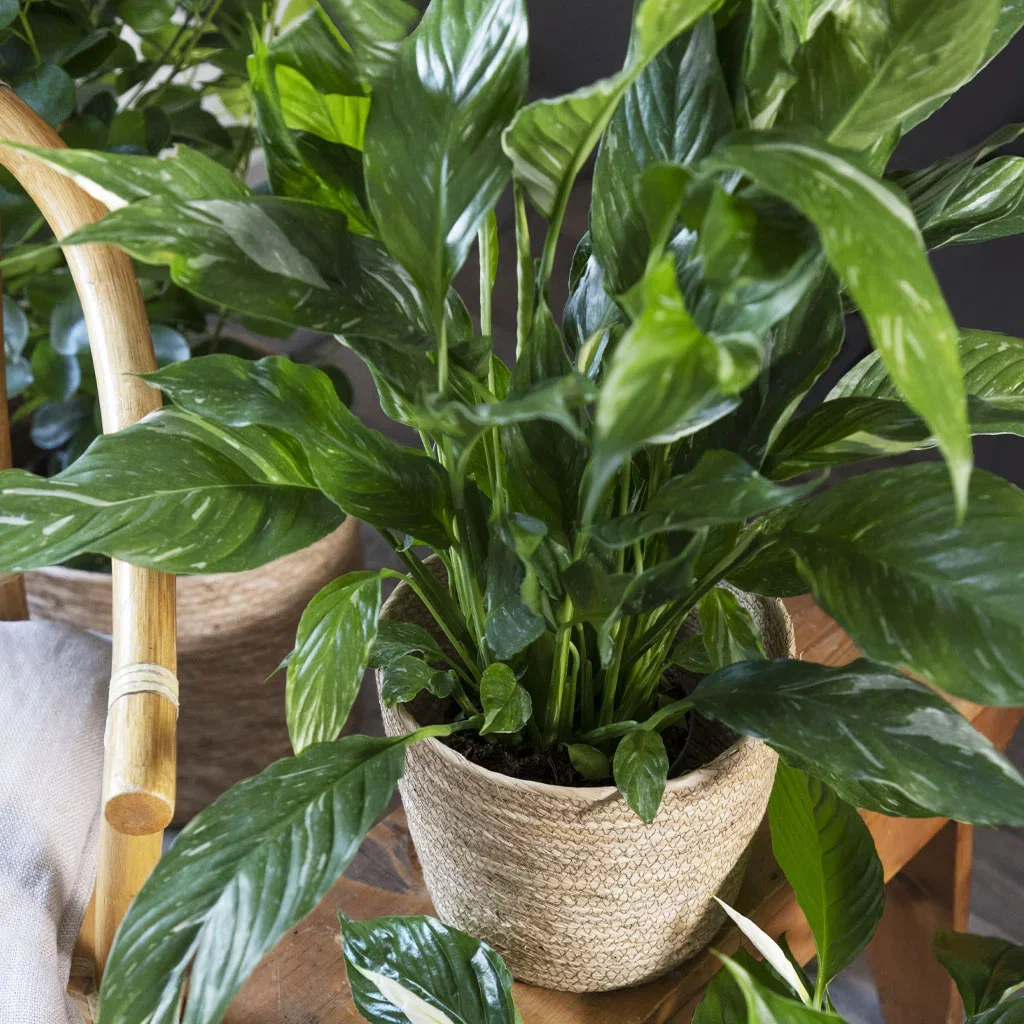 Top 6 best plants against dry air