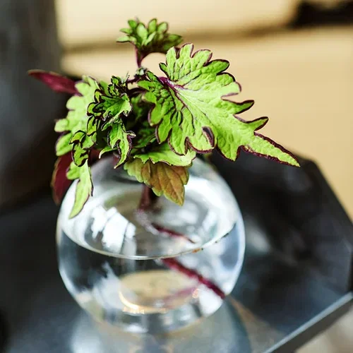 This is how you take cuttings of Coleus (painted nettle)