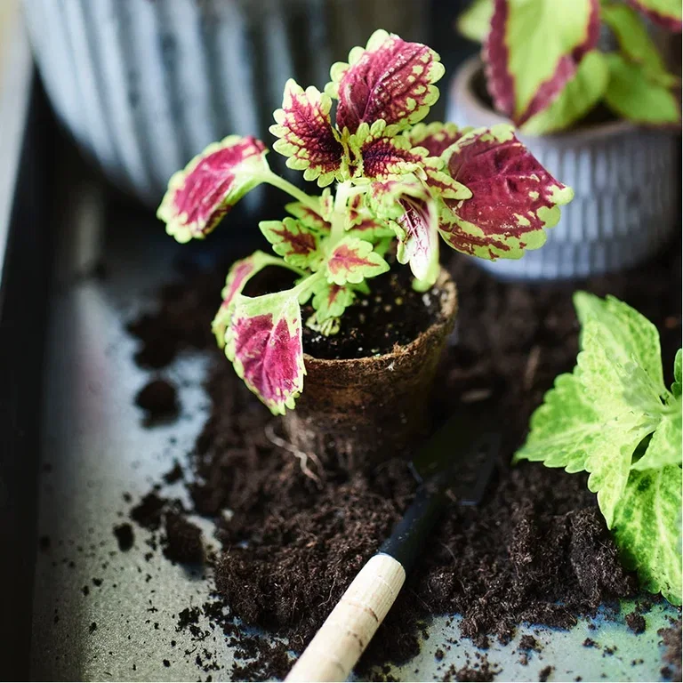 This is how you take cuttings of Coleus (painted nettle)