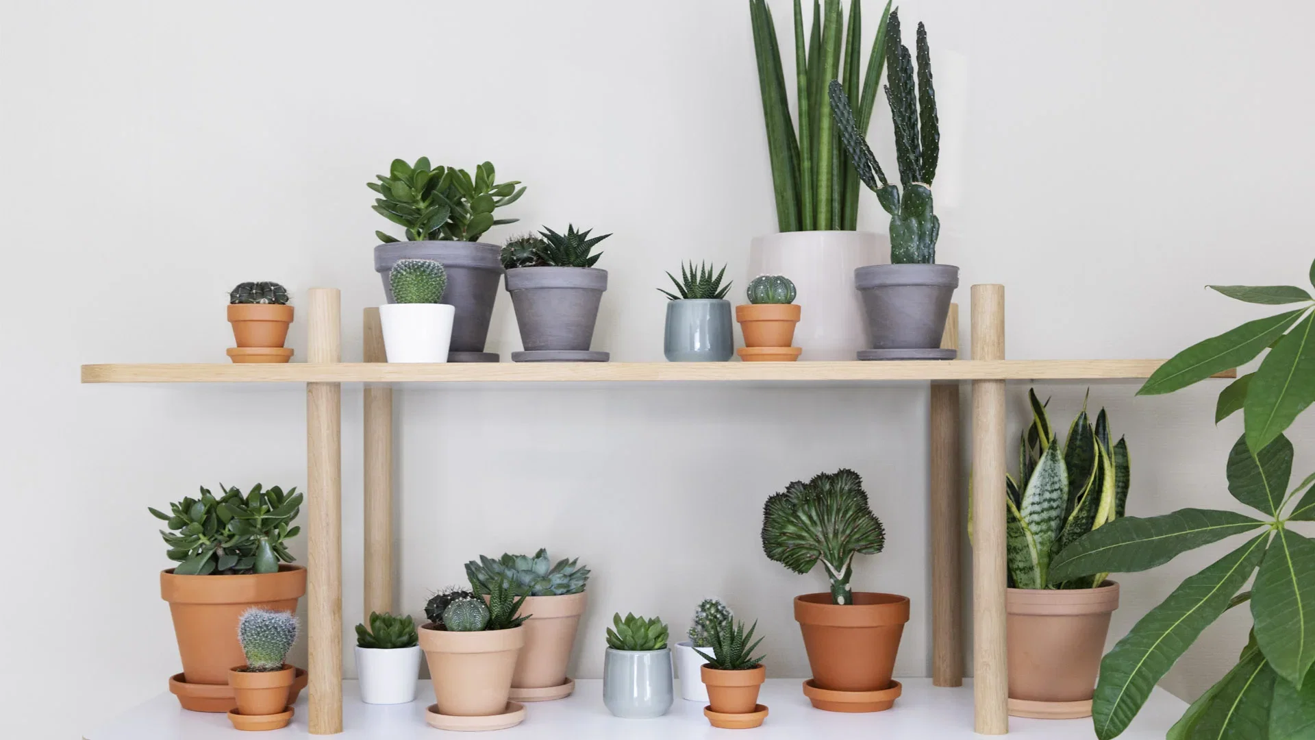 This is how you succeed with succulents