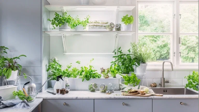 Hypoallergenic plants that are suitable for almost everyone