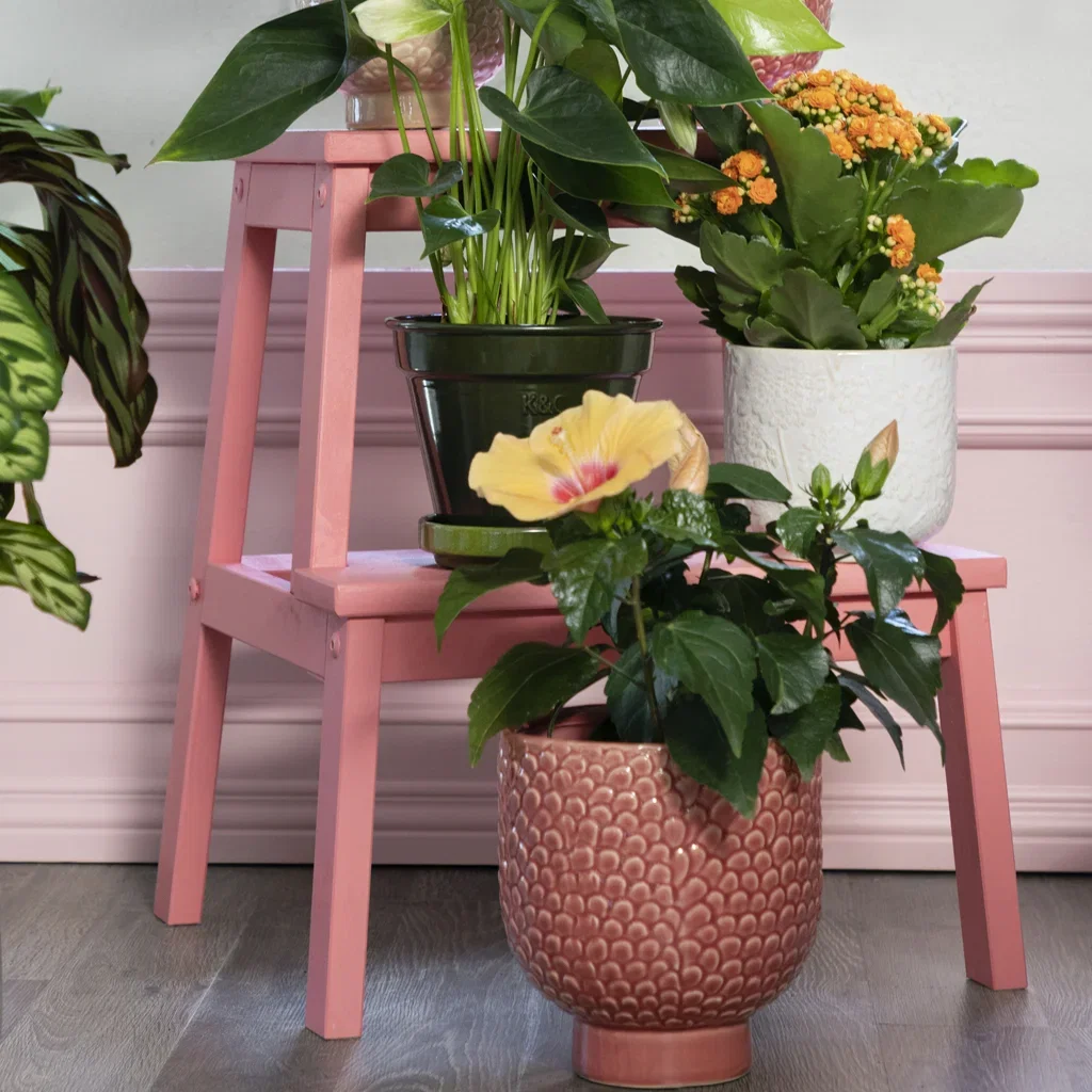 Decorate with blooming indoor plants