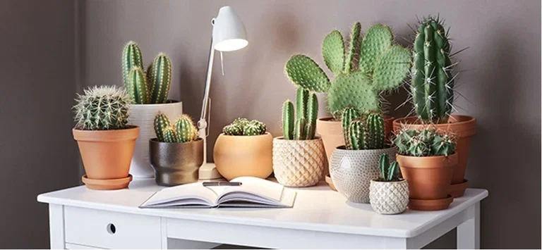 Hypoallergenic plants that are suitable for almost everyone